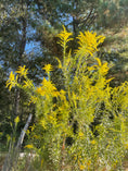 Load image into Gallery viewer, Goldenrod Tincture