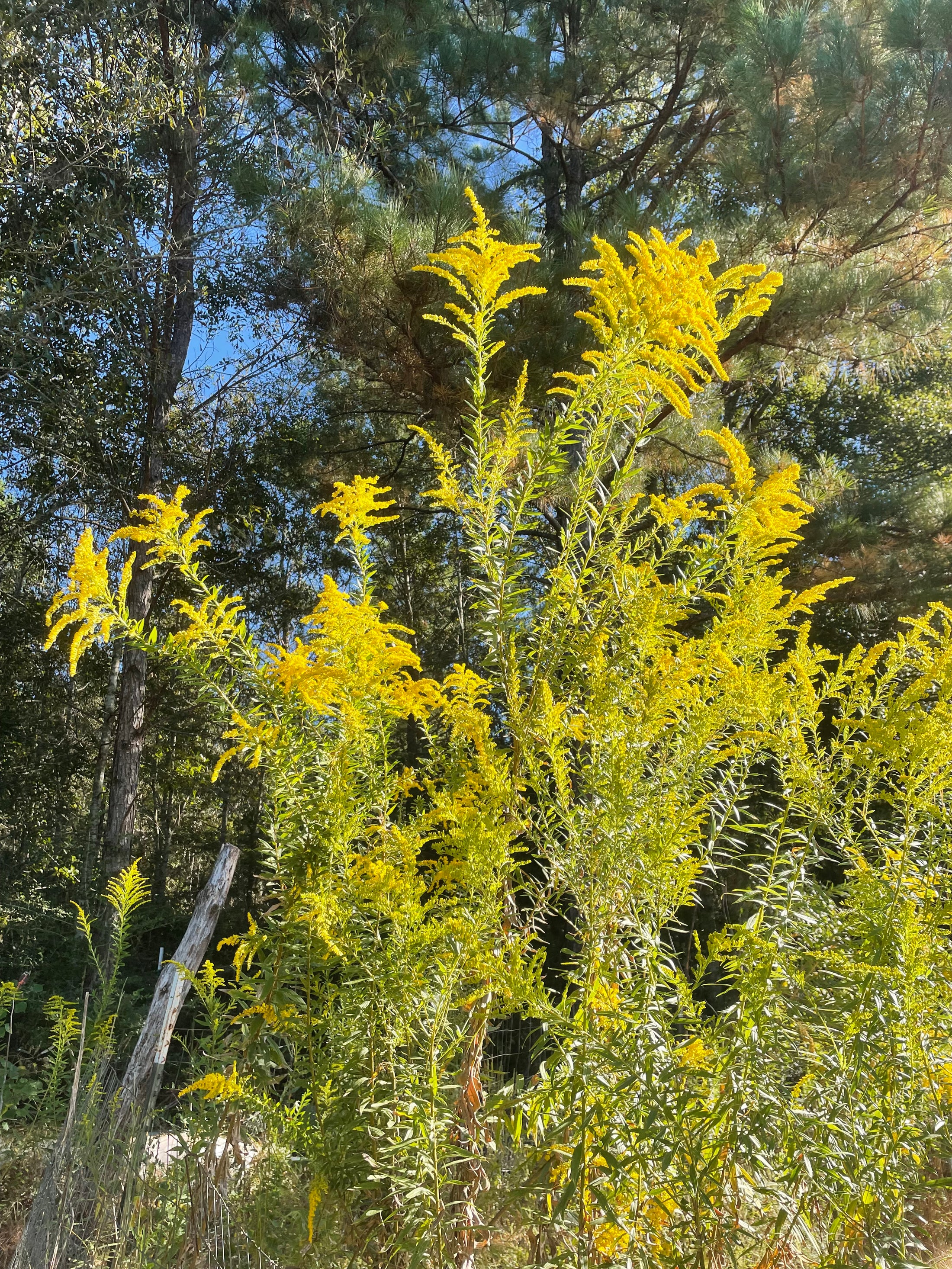 Goldenrod Tincture
