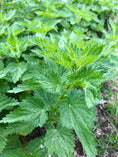 Load image into Gallery viewer, Stinging Nettle Tincture