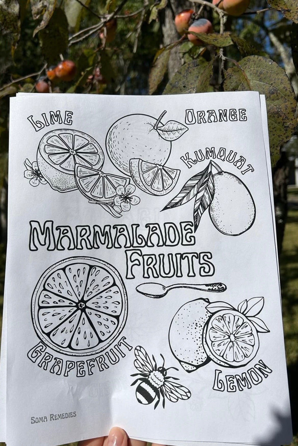 Marmalade Fruit Coloring Page