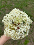 Load image into Gallery viewer, Elderflower Tincture