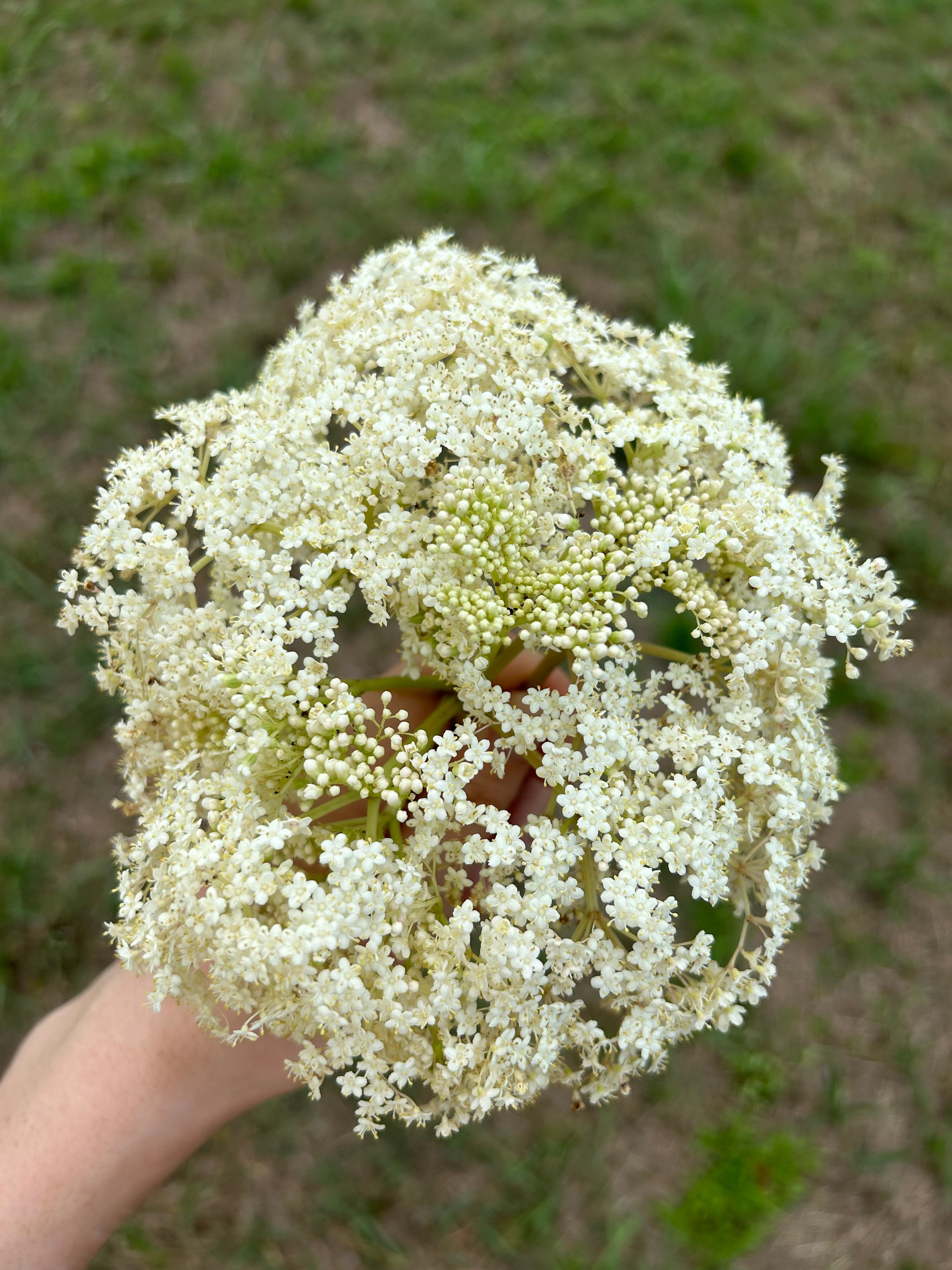 Elderflower Tincture