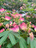 Load image into Gallery viewer, Mimosa Flower Tincture