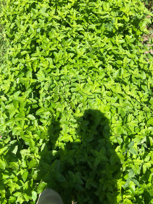 Dried Lemon Balm