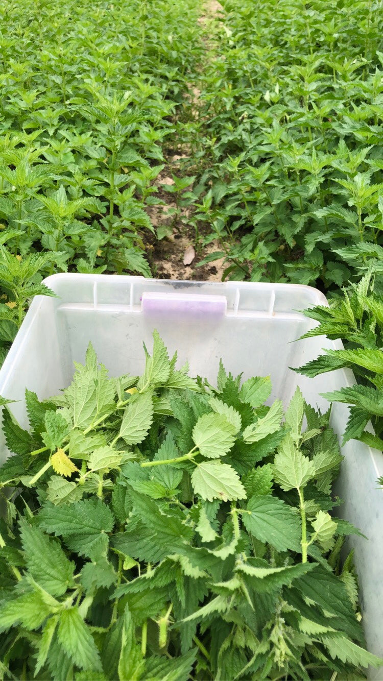 Dried Stinging Nettle