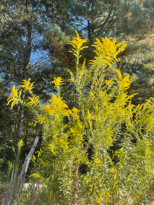 Goldenrod Tincture