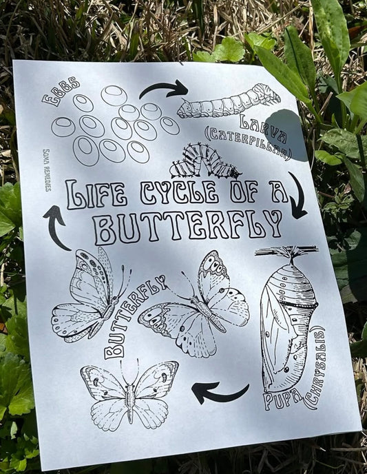 Life Cycle of a Butterfly Coloring Page