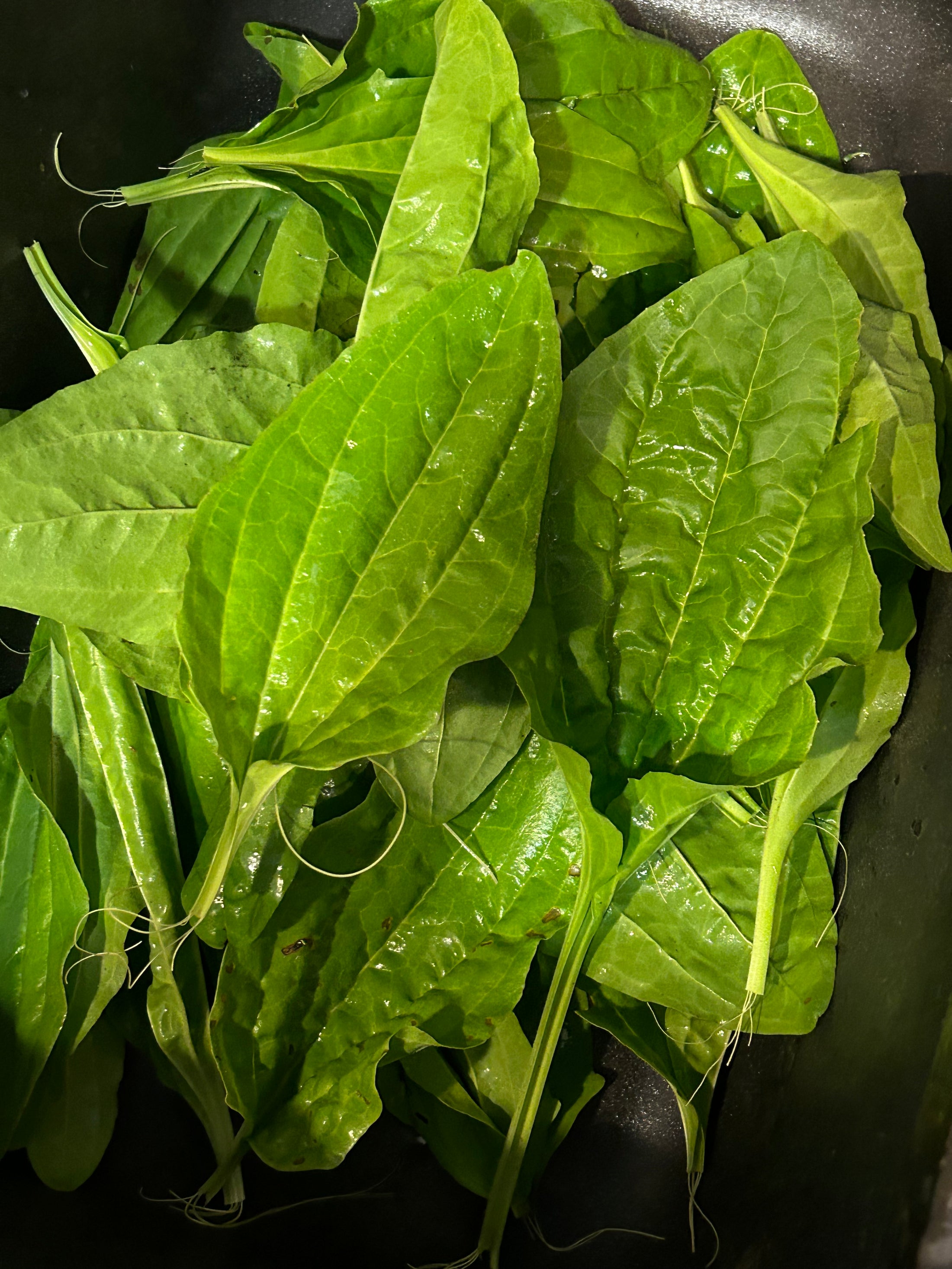 Broadleaf Plantain Tincture