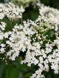 Load image into Gallery viewer, Elderflower Tincture
