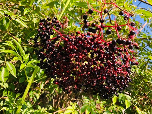 Elderberry Tincture