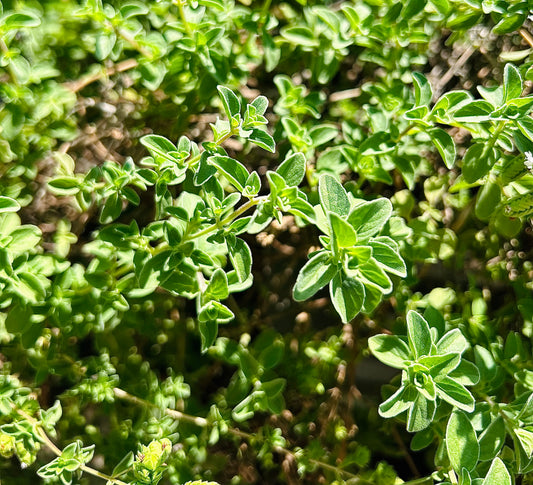 Dried Oregano