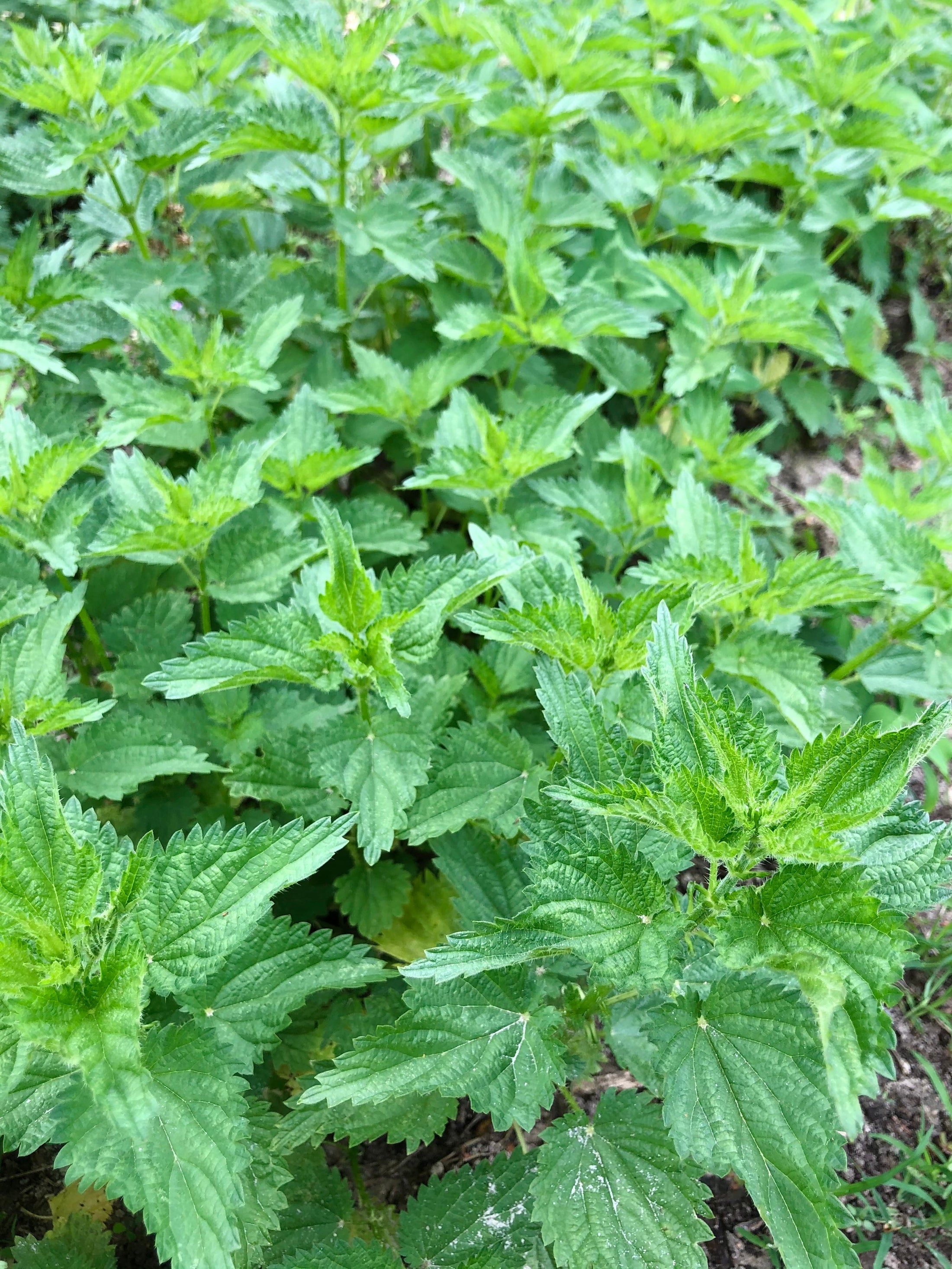 Dried Stinging Nettle