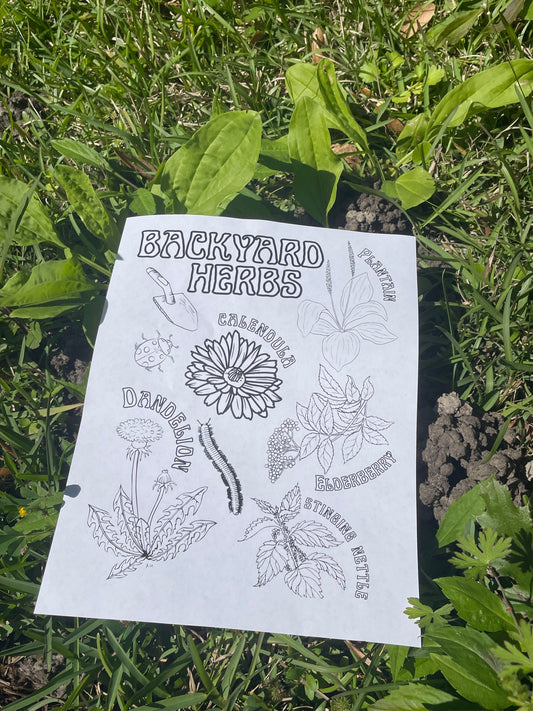 Backyard Herbs Coloring Page