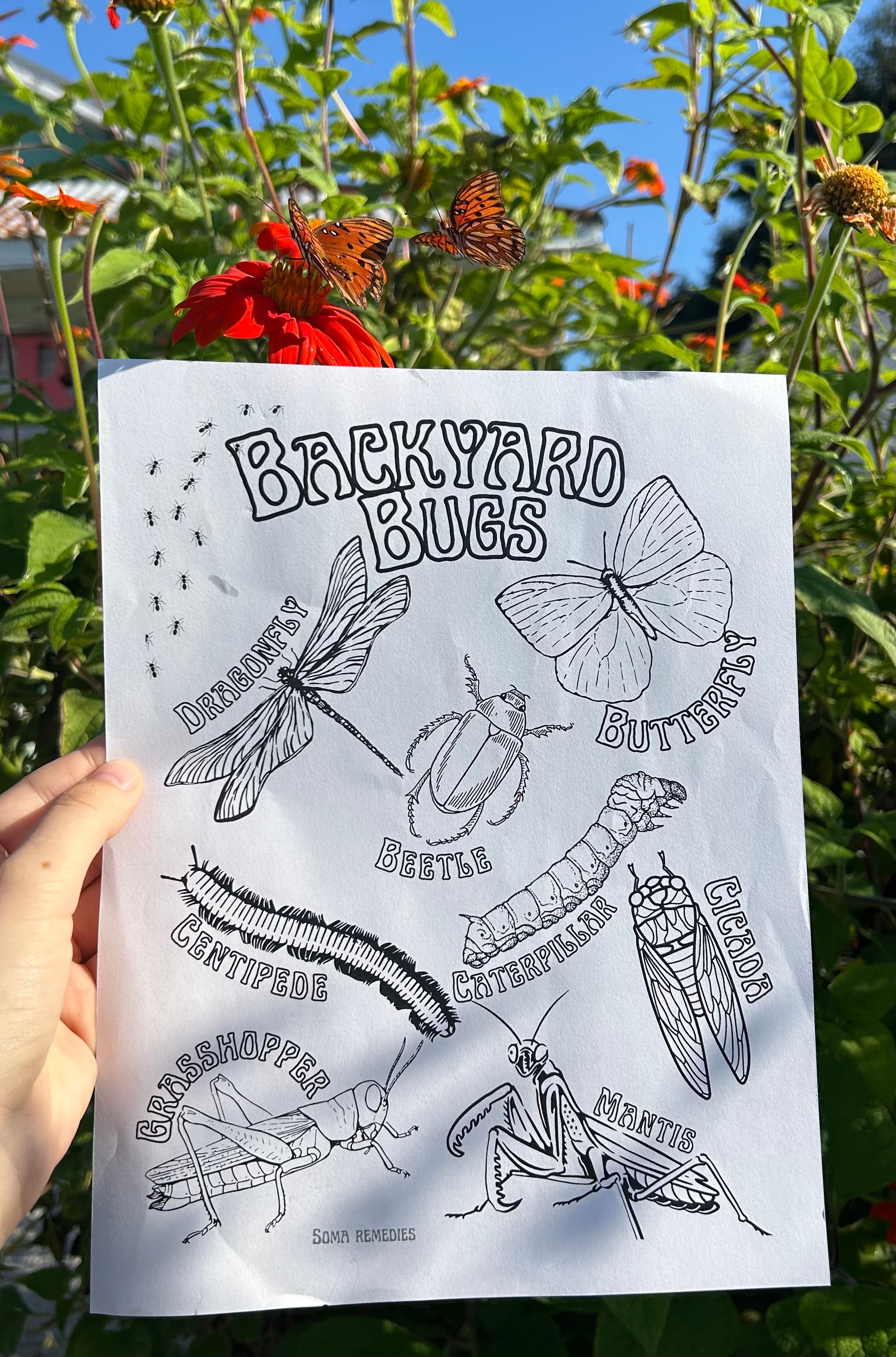 Backyard Bugs Coloring Page