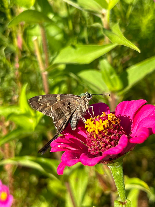 Pollinators Coloring Page