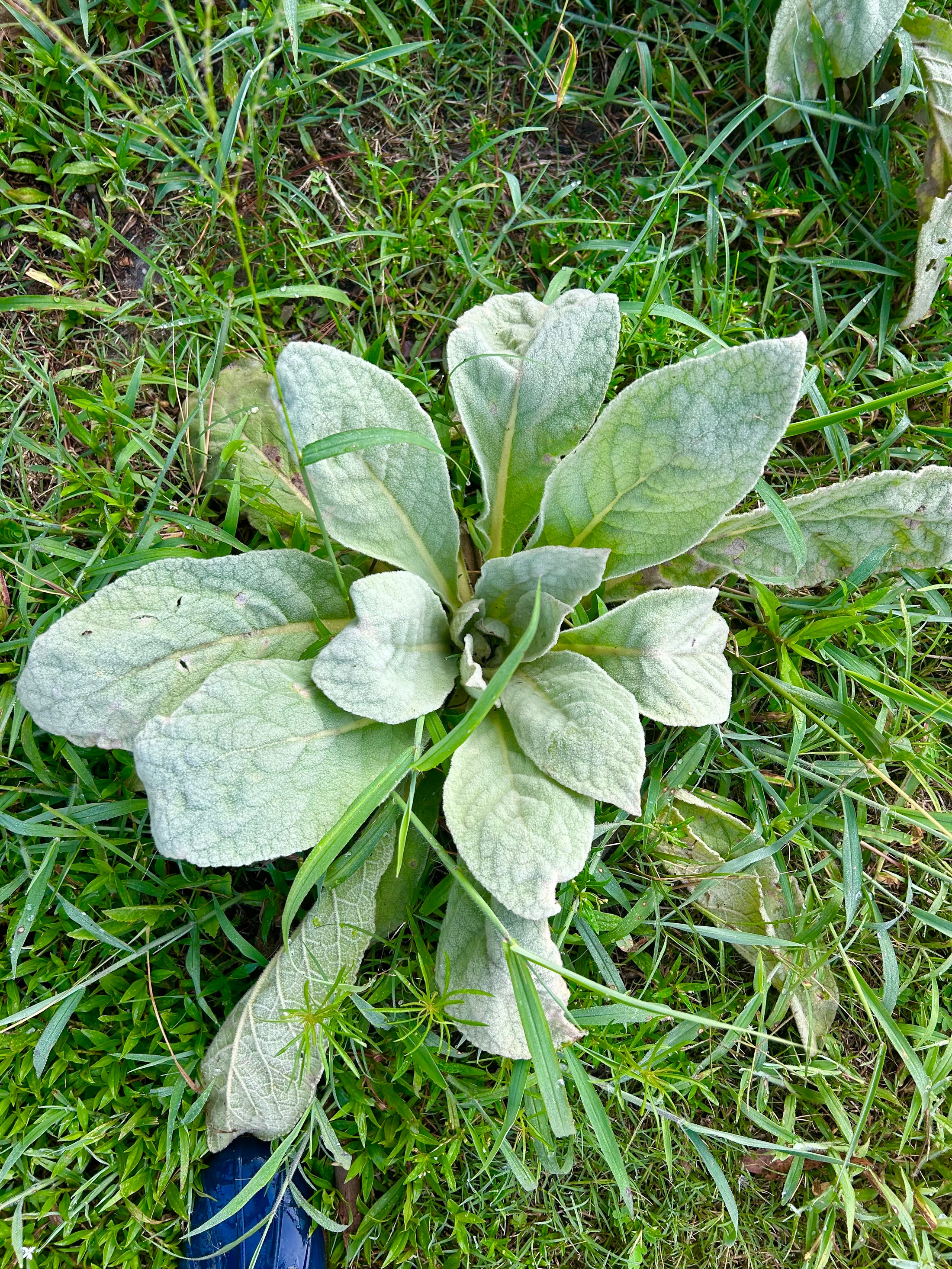 Dried Mullein