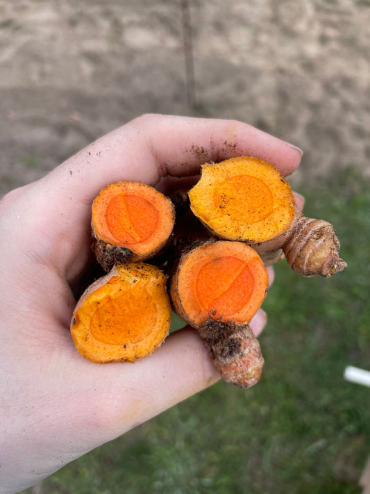 Golden Mind & Motion Tincture